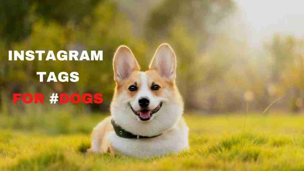 Instagram tags for dogs