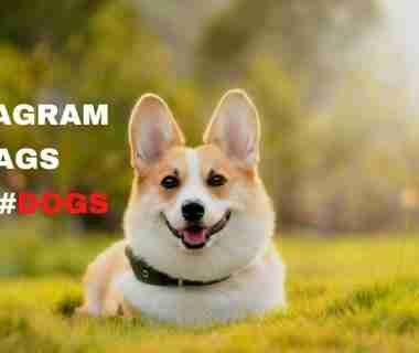 Instagram tags for dogs